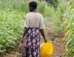 WaterAid woman in maize field
