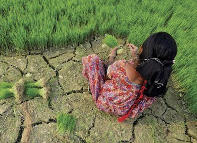 Lady working in a field